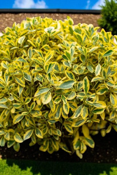 Бруслина японська Ауреус|Euonymus japonicus ’Aureus’|Бересклет японский Ауреус